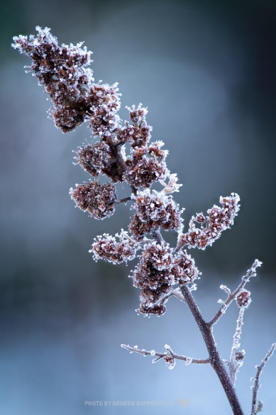 Frosty Flora by Andrew Sommerfeld