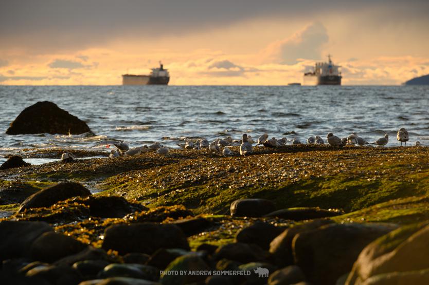 Good Evening, Second Beach Gulls by Andrew Sommerfeld