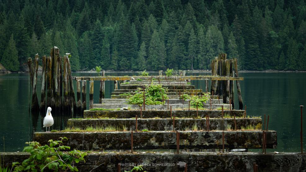 Reclaimed Boardwalk by Andrew Sommerfeld