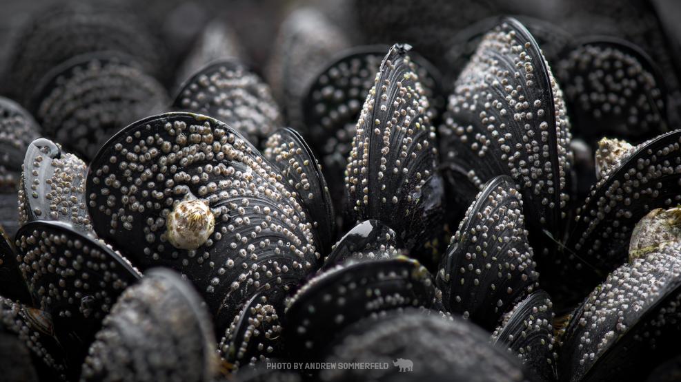 Mussels and Barnacles by Andrew Sommerfeld